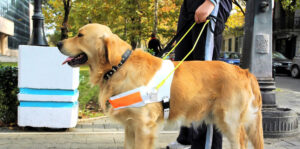 guide dog